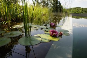 Biotop zwemvijver aanleggen