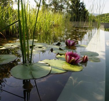 Biotop zwemvijver aanleggen